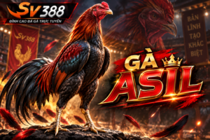 Gà Asil SV388 với ngoại hình khỏe khoắn